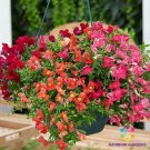 1000 Seeds Candy Showers Mix Snapdragon Seeds For Garden Fresh For Garden 1000 Seeds Candy Showers Mix Snapdragon Seeds For Garden Fresh For Garden