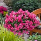 1000 Seeds Candy Showers Pink Snapdragon Seeds For Garden Fresh For Garden