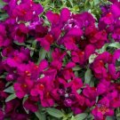 1000 Seeds Candy Showers Purple Snapdragon Seeds For Garden Fresh For Garden
