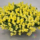 1000 Seeds Candy Showers Yellow Snapdragon Seeds For Garden Fresh For Garden