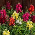1000 Seeds Candy Tops Mix Snapdragon Seeds For Garden Planting Fresh For Garden