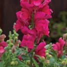 1000 Seeds Candy Tops Pink Snapdragon Seeds For Garden Fresh For Garden