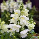 1000 Seeds Candy Tops White Snapdragon Seeds For Garden Fresh For Garden