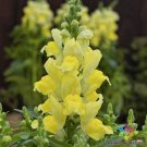 1000 Seeds Candy Tops Yellow Snapdragon Seeds For Garden Fresh For Garden