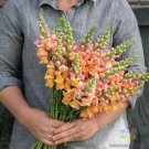 1000 Seeds Cannes Light Bronze Snapdragon Seeds For Garden Fresh For Garden 1000 Seeds Cannes Light Bronze Snapdragon Seeds For Garden Fresh For Garden