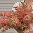 1000 Seeds Chantilly Bronze Snapdragon Seeds For Garden Fresh For Garden