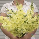 1000 Seeds Chantilly Cream Yellow Snapdragon Seeds For Garden Fresh For Garden
