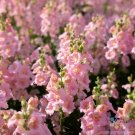 1000 Seeds Chantilly Light Pink Snapdragon Seeds For Garden Fresh For Garden 1000 Seeds Chantilly Light Pink Snapdragon Seeds For Garden Fresh For Garden