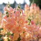 1000 Seeds Chantilly Light Salmon Snapdragon Seeds For Garden Fresh For Garden 1000 Seeds Chantilly Light Salmon Snapdragon Seeds For Garden Fresh For Garden