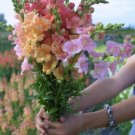 1000 Seeds Chantilly Mix Snapdragon Seeds For Garden Planting Fresh For Garden