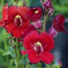 1000 Seeds Chantilly Velvet Snapdragon Seeds For Garden Fresh For Garden