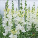 1000 Seeds Chantilly White Snapdragon Seeds For Garden Fresh For Garden