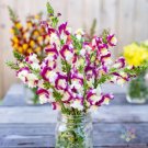 1000 Seeds Cherry Twist Snapdragon Seeds For Garden Planting Fresh For Garden 1000 Seeds Cherry Twist Snapdragon Seeds For Garden Planting Fresh For Garden