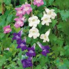 1000 Seeds Climbing Mix Snapdragon Seeds For Garden Planting Fresh For Garden