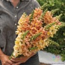 1000 Seeds Costa Apricot Snapdragon Seeds For Garden Planting Fresh For Garden