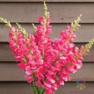 1000 Seeds Costa Deep Rose Snapdragon Seeds For Garden Fresh For Garden