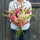 1000 Seeds Costa Imix Snapdragon Seeds For Garden Planting Fresh For Garden