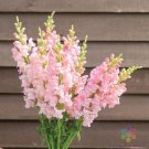 1000 Seeds Costa Light Rose Isnapdragon Seeds For Garden Fresh For Garden 1000 Seeds Costa Light Rose Isnapdragon Seeds For Garden Fresh For Garden