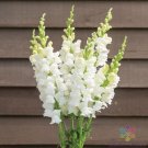 1000 Seeds Costa Midly White Isnapdragon Seeds For Garden Fresh For Garden