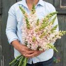 1000 Seeds Costa Silver Isnapdragon Seeds For Garden Fresh For Garden