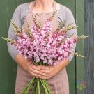 1000 Seeds Costa Summer Lavender Iisnapdragon Seeds For Garden Fresh For Garden