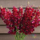 1000 Seeds Costa Velvet Iisnapdragon Seeds For Garden Fresh For Garden