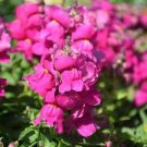 1000 Seeds Floral Showers Lilac Snapdragon Seeds For Garden Fresh For Garden