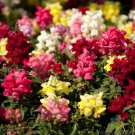 1000 Seeds Floral Showers Mix Snapdragon Seeds For Garden Fresh For Garden