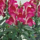 1000 Seeds Floral Showers Pink Snapdragon Seeds For Garden Fresh For Garden