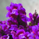 1000 Seeds Floral Showers Purple Snapdragon Seeds For Garden Fresh For Garden