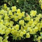 1000 Seeds Floral Showers Yellow Snapdragon Seeds For Garden Fresh For Garden