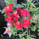 1000 Seeds Frosted Flames Snapdragon Seeds For Garden Planting Fresh For Garden