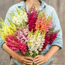 1000 Seeds Johnnys Potomac Ctom Mix Snapdragon Seeds For Garden Fresh For Garden