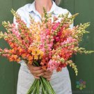 1000 Seeds Johnnys Potomac Early Sunrise Mix Snapdragon Seeds Fresh For Garden