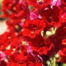 1000 Seeds La Bella Red Snapdragon Seeds For Garden Planting Fresh For Garden