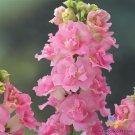 1000 Seeds Legend Double Pink Snapdragon Seeds For Garden Fresh For Garden