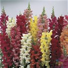 1000 Seeds Liberty Classic Mix Snapdragon Seeds For Garden Fresh For Garden