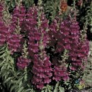 1000 Seeds Liberty Lavender Snapdragon Seeds For Garden Fresh For Garden