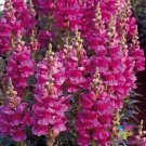 1000 Seeds Liberty Lilac Snapdragon Seeds For Garden Planting Fresh For Garden