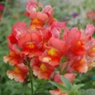 1000 Seeds Liberty Scarlet Snapdragon Seeds For Garden Fresh For Garden
