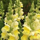 1000 Seeds Liberty Yellow Snapdragon Seeds For Garden Planting Fresh For Garden