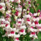 1000 Seeds Lucky Lips Snapdragon Seeds For Garden Planting Fresh For Garden