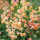 1000 Seeds Madame Butterfly Bronze White Snapdragon Seeds For Garden Fresh For Garden