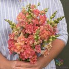 1000 Seeds Madame Butterfly Bronze With White Snapdragon Seeds Fresh For Garden