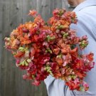 1000 Seeds Madame Butterfly Bronze Snapdragon Seeds For Garden Fresh For Garden