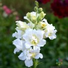 1000 Seeds Madame Butterfly Ivory Snapdragon Seeds For Garden Fresh For Garden