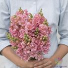1000 Seeds Madame Butterfly Pink Snapdragon Seeds For Garden Fresh For Garden