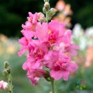 1000 Seeds Madame Butterfly Rose Snapdragon Seeds For Garden Fresh For Garden