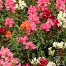 1000 Seeds Magic Carpet Mix Snapdragon Seeds For Garden Fresh For Garden