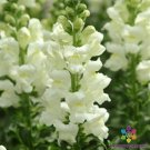 1000 Seeds Maryland Ivory Snapdragon Seeds For Garden Planting Fresh For Garden